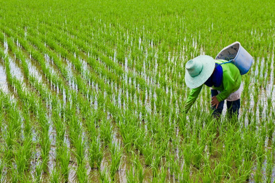 Разработано eldala.kz. Источник фото: https://eldala.kz/novosti/zerno/3198-yuzhnaya-koreya-zainteresovalas-opytom-kyzylordinskih-risovodov