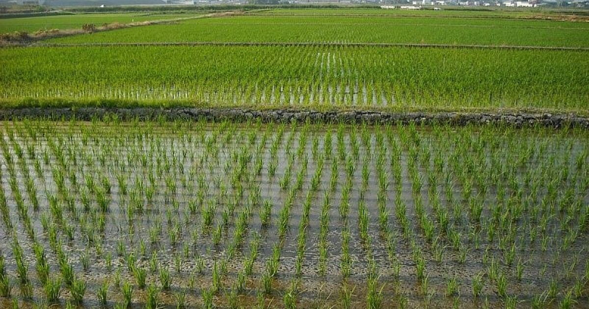 Разработано kubnews.ru. Источник фото: https://kubnews.ru/selskoe-khozyaystvo/2018/04/26/v-krasnodarskom-krae-nachalsya-sev-risa/