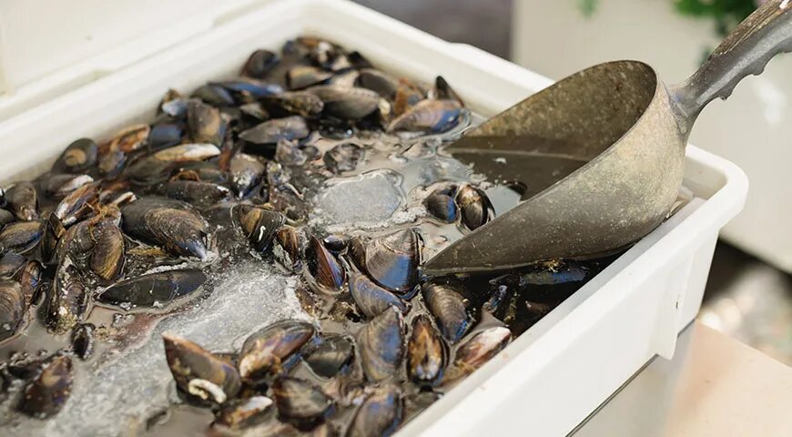   Как чистить мидии правильно (Shutterstock/FOTODOM)