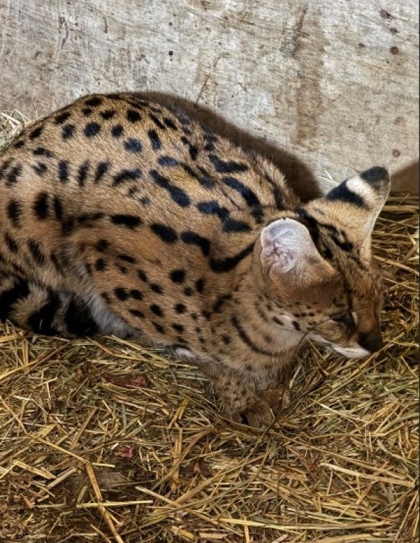 Фото: зоопарк "Баба Фрося"