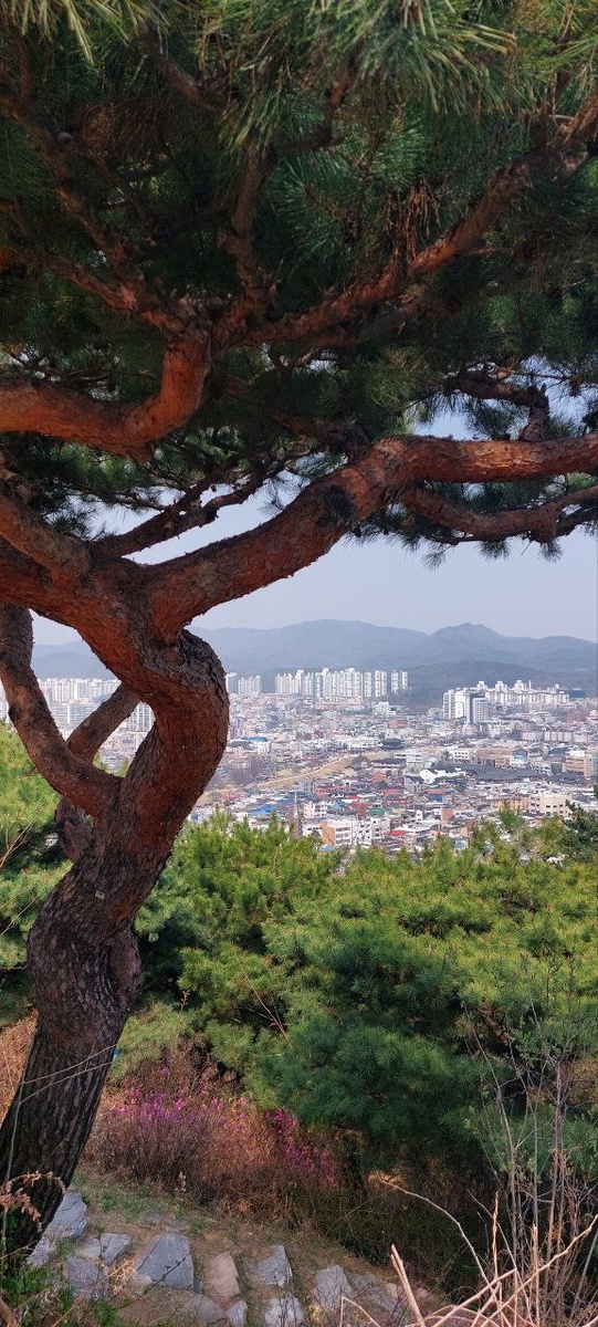 Типичный вид в парковой зое Сеула