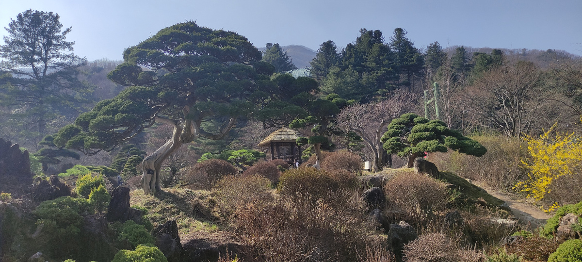 Корейская сосна - визитная карточка Южной Кореи