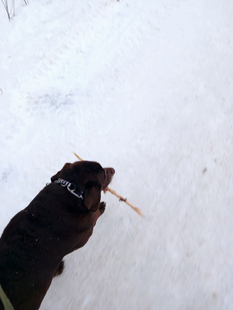 А мы пошли гулять, палки собирать) фото автора 