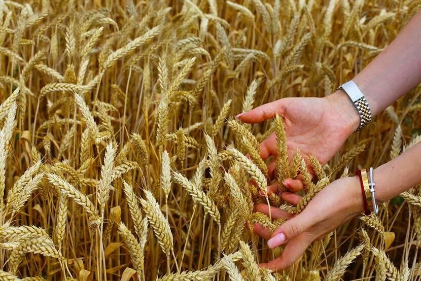 Разработано mtraktor.ru. Источник фото: https://mtraktor.ru/blog/traktor/vyraschivanie-pshenicy