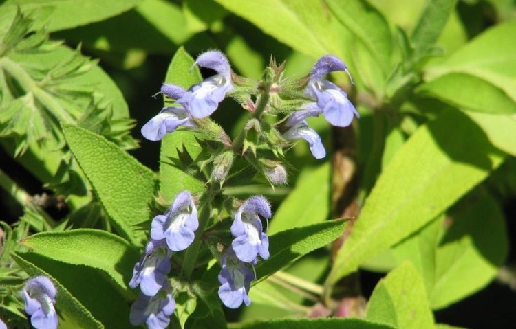    Карнозиновая кислота из сомалийского шалфея показала эффективность против знаменитой 5-ки патогенных грибов
