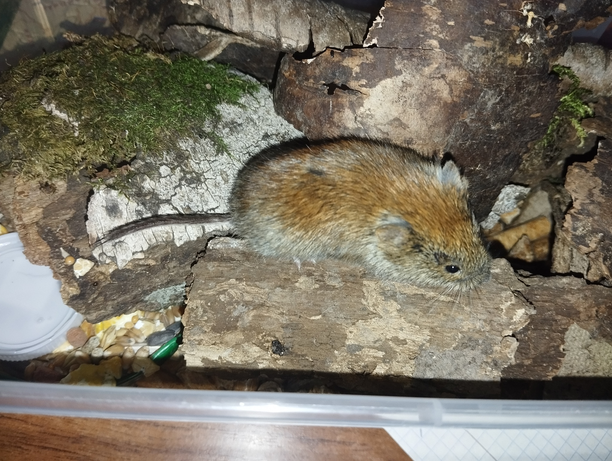 Одна из рыжих полёвок (Clethrionomys glareolus), попавшихся в живоловушку.