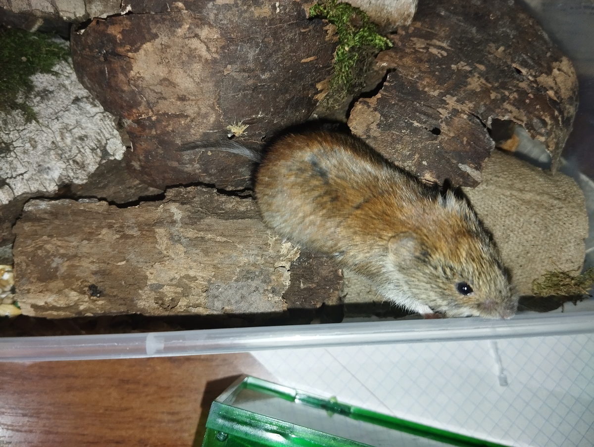 Пойманные полёвки временно размещены в пластиковом контейнере.