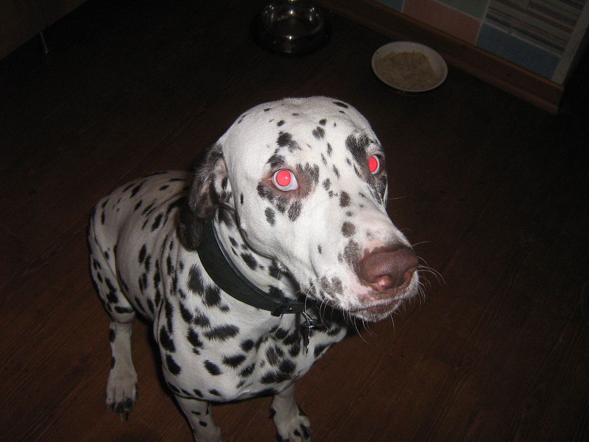 тоже попавший под Басину горячую лапу. Фото из архива автора