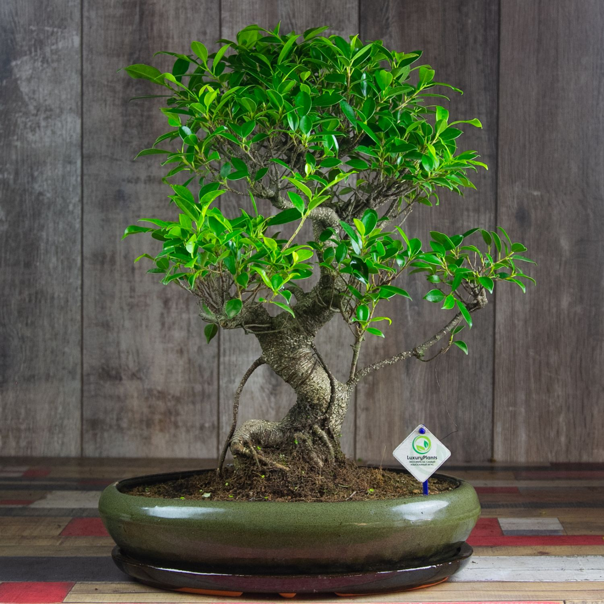 Бонсай Фикус 