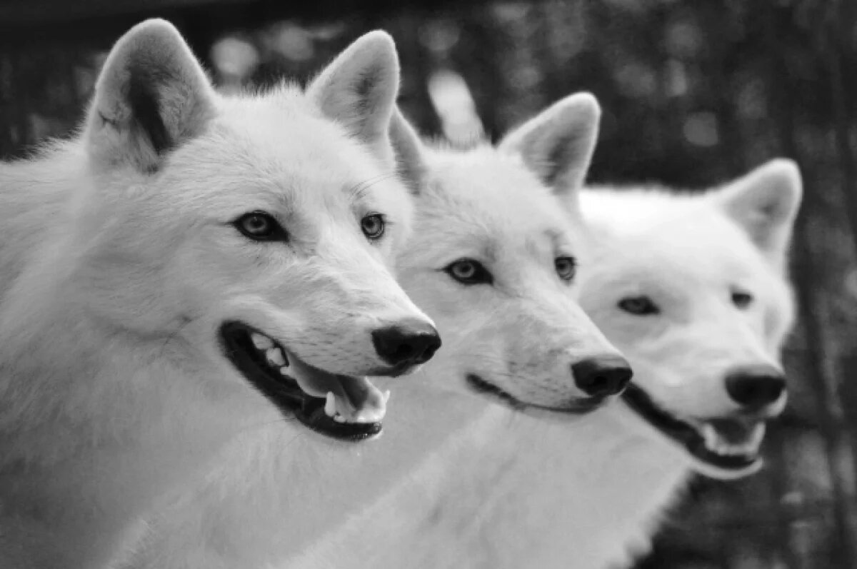    Новосибирцев приглашают на показательное кормление полярного волка