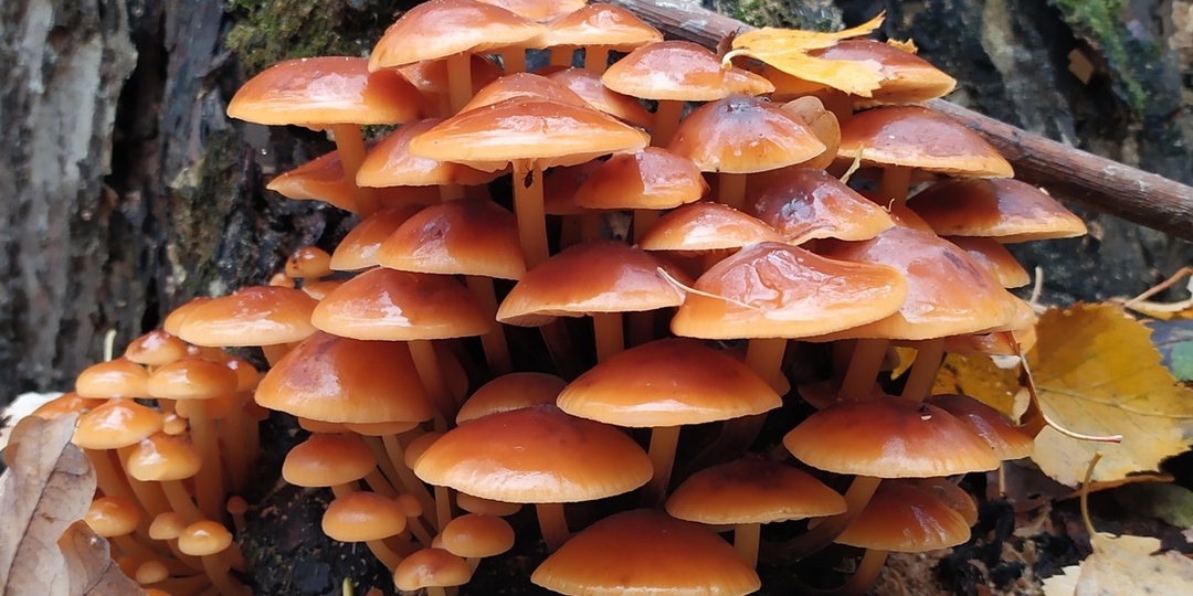 Зимний опёнок. Он рвёт шаблоны нашего представления о грибах