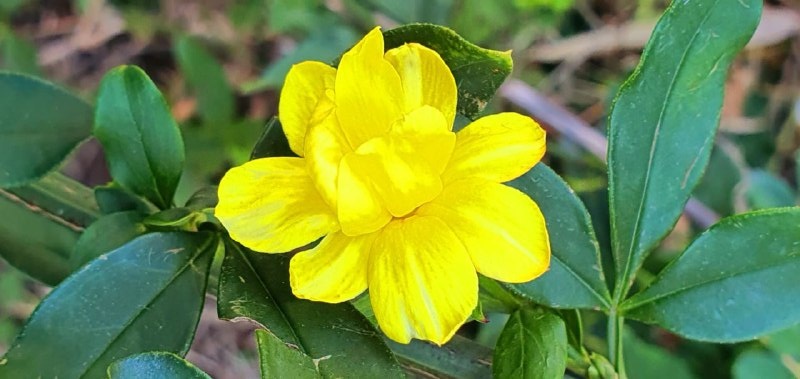    Фото: пресс-служба дендропарка «Южные культуры»