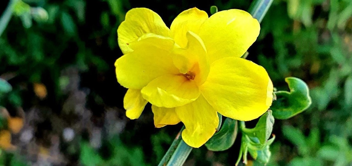    Фото: пресс-служба дендропарка «Южные культуры»