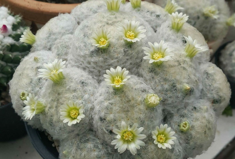 Разновидности кактусов для комнатного сада