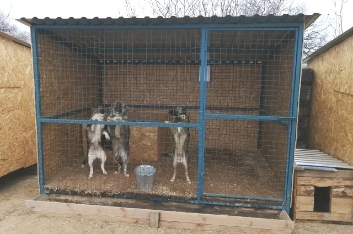    Сумму, потраченную на отлов бездомных собак, озвучили в Волгограде