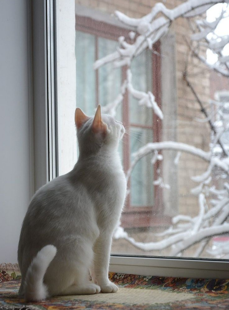 Яндекс картинки