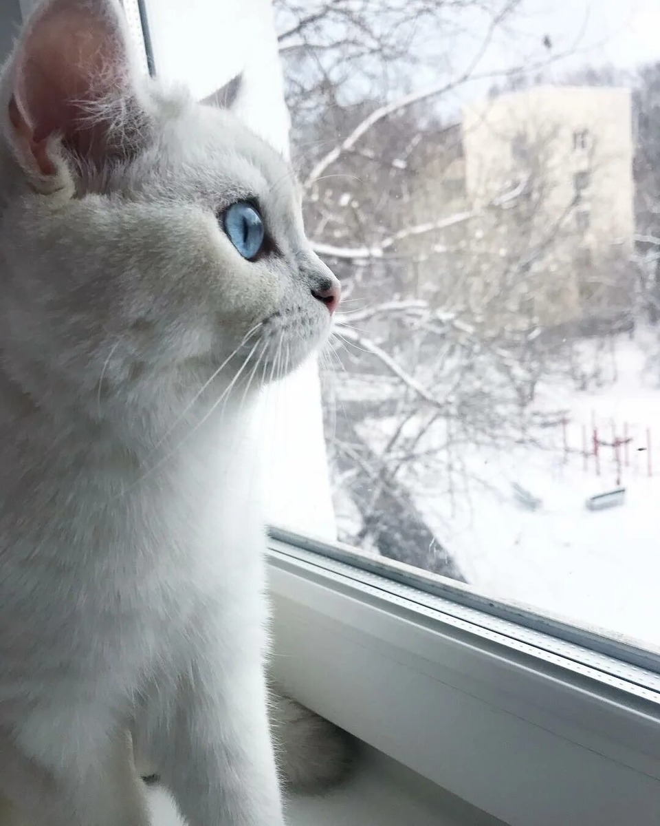 Яндекс картинки