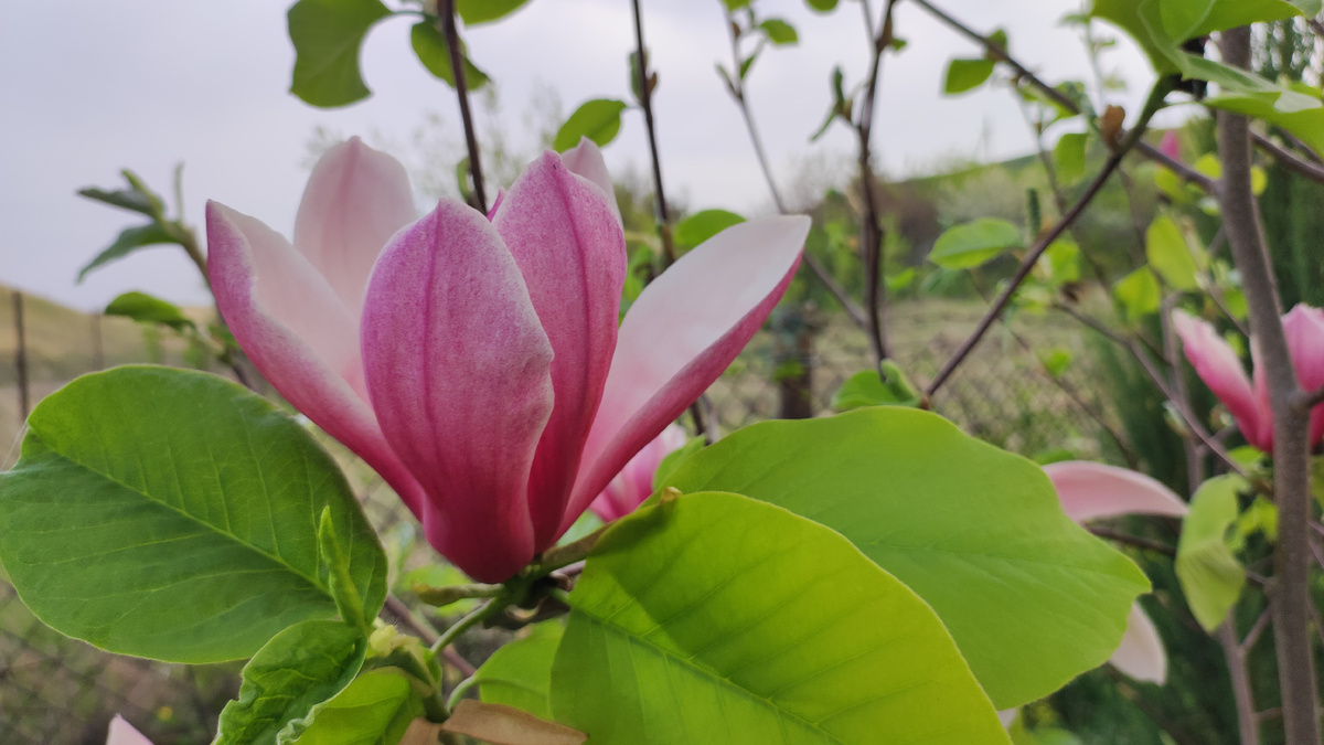 Магнолия Red Baron в нашем саду