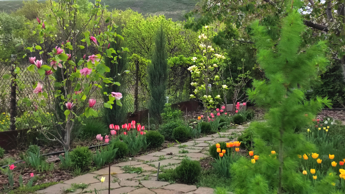 Магнолии Red Baron и Sunsation в нашем саду