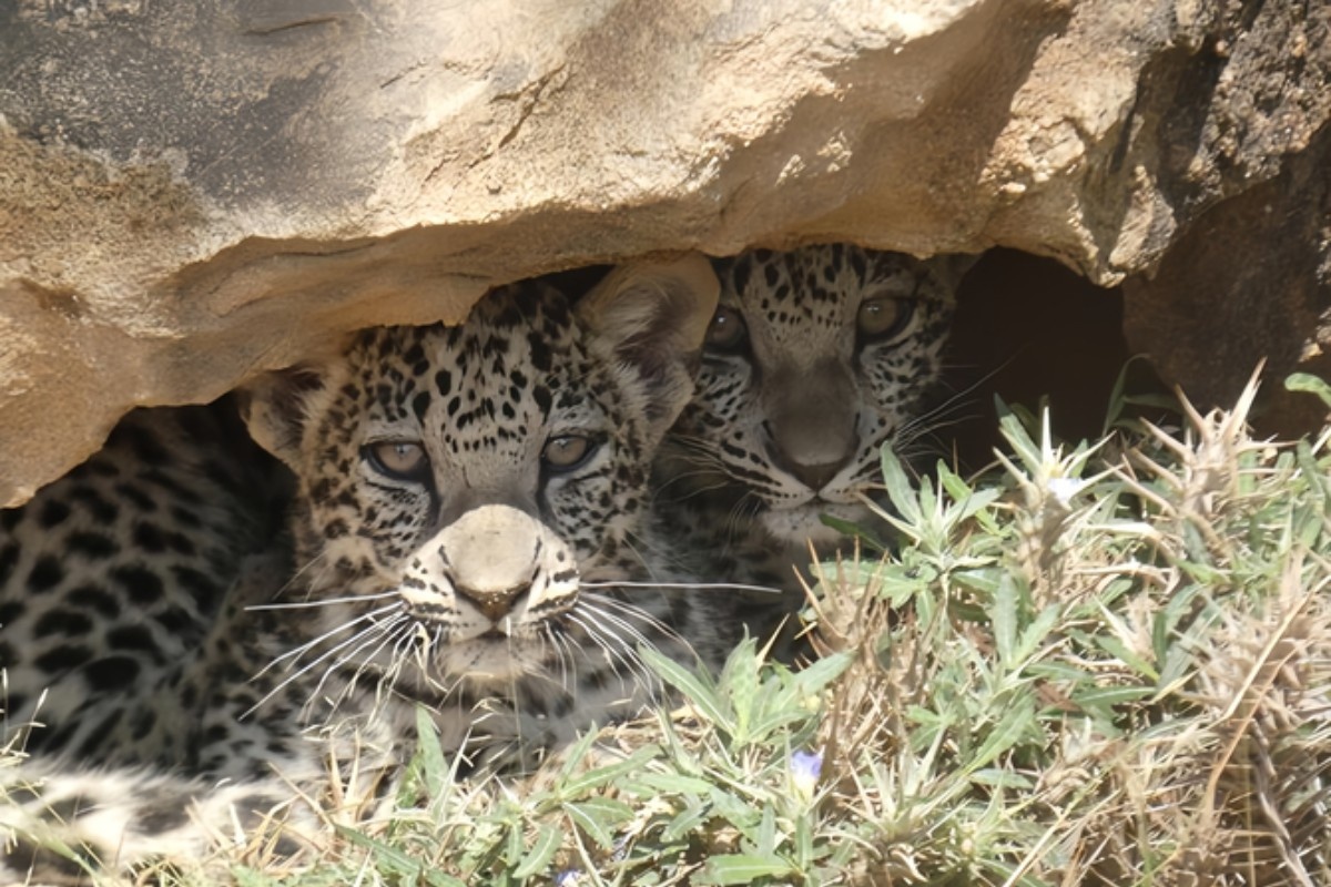 Фото: ежедневная газета Саудовской Аравии Arab News