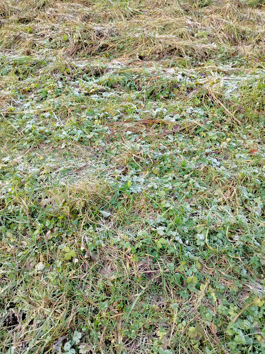 Под ногами трава была подмороженная