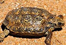 Капская крапчатая черепаха (Homopus signatus) — самая мелкая черепаха