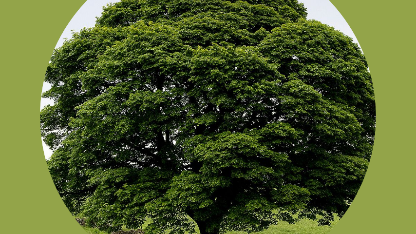 Чинар, или платан. 