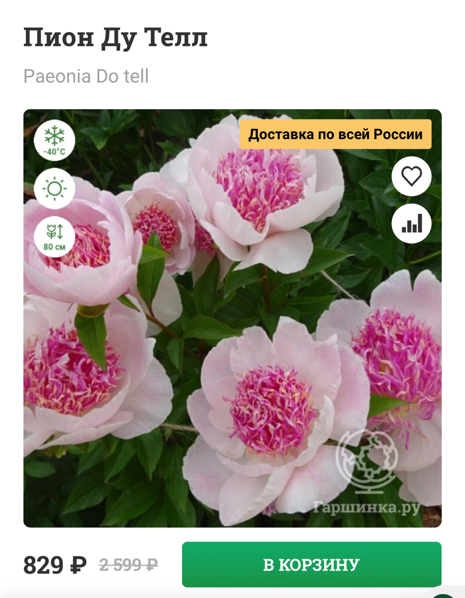 Травянистый пион. Анемоновидный цветок роскошный, внешние лепестки бледно-орхидейно-розовые, красиво контрастируют с внутренними узкими лепестками белых, розовых, красных и пурпурных оттенков. Куст прекрасной формы. Стебли тонкие, но сильные, с боковыми бутонами. Листья тёмно-зелёные. Цветет в начале июня.
