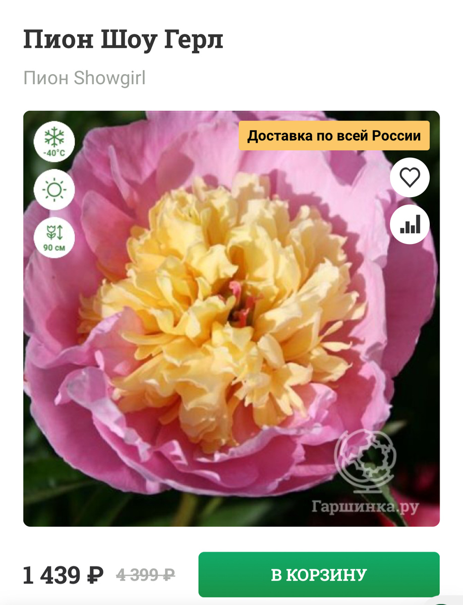 Заявлен как ИТО-гибрид. Цветок насыщенно-розовый, с аккуратным шариком из кремовых стаминодий в центре. Богатое, теплое сочетание цветов, выделяющееся на расстоянии. Большие, темно-зеленые листочки на толстом стебле. Несколько раз признавался лучшим анемоновидным гибридом на национальных выставках в Японии.