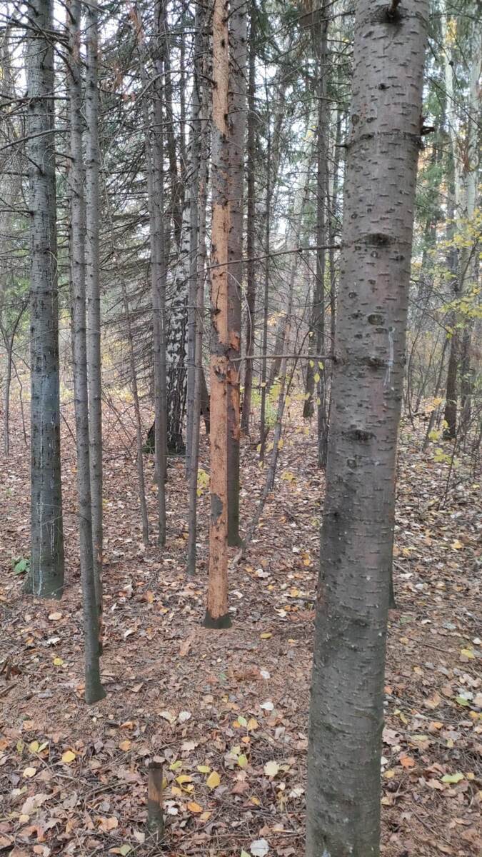    Усыхающий пихтарник stalker