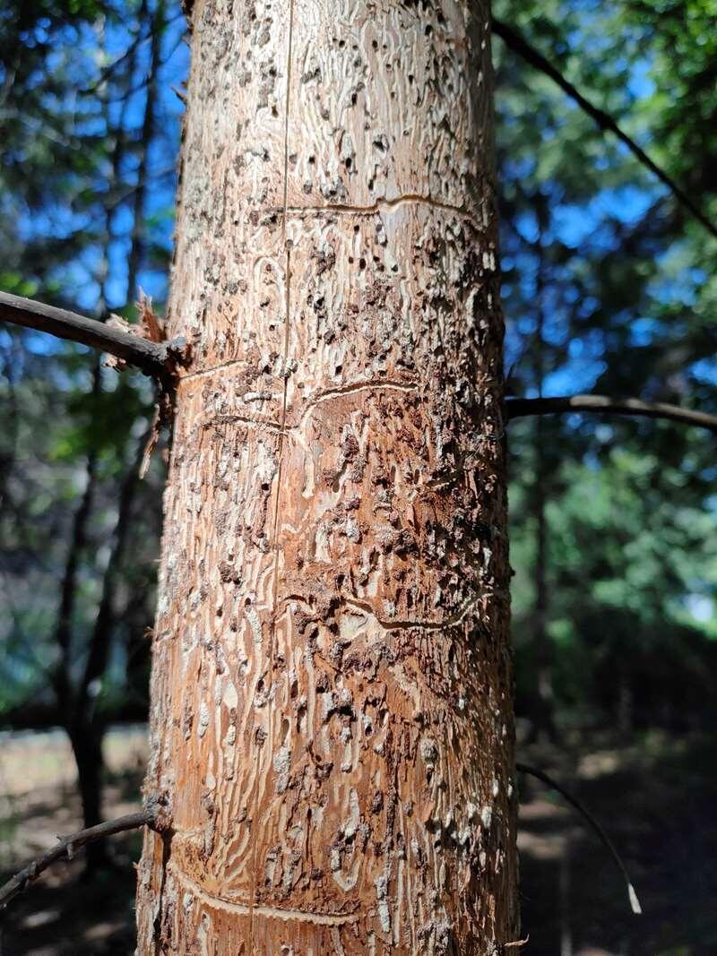    Следы жизнедеятельности уссурийского полиграфа. Маточные ходы поперек ствола, отходящие от них ходы личинок, заканчивающиеся куколочной колыбелькой, углубленной в ксилему. stalker