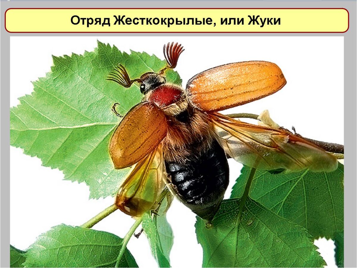 Слайд из презентации