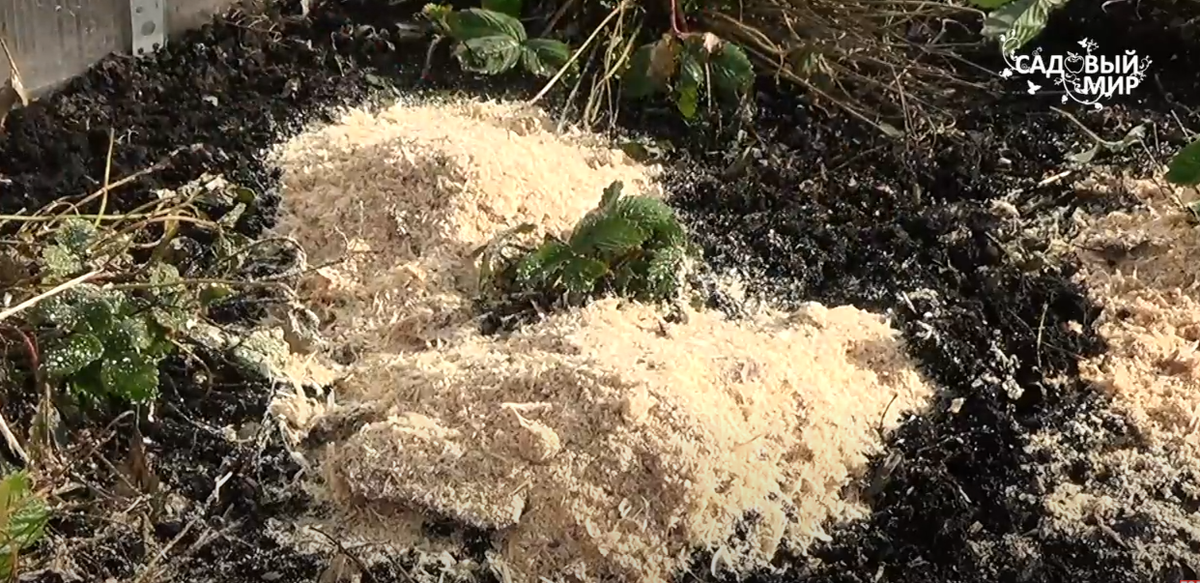 применение опилок в огороде