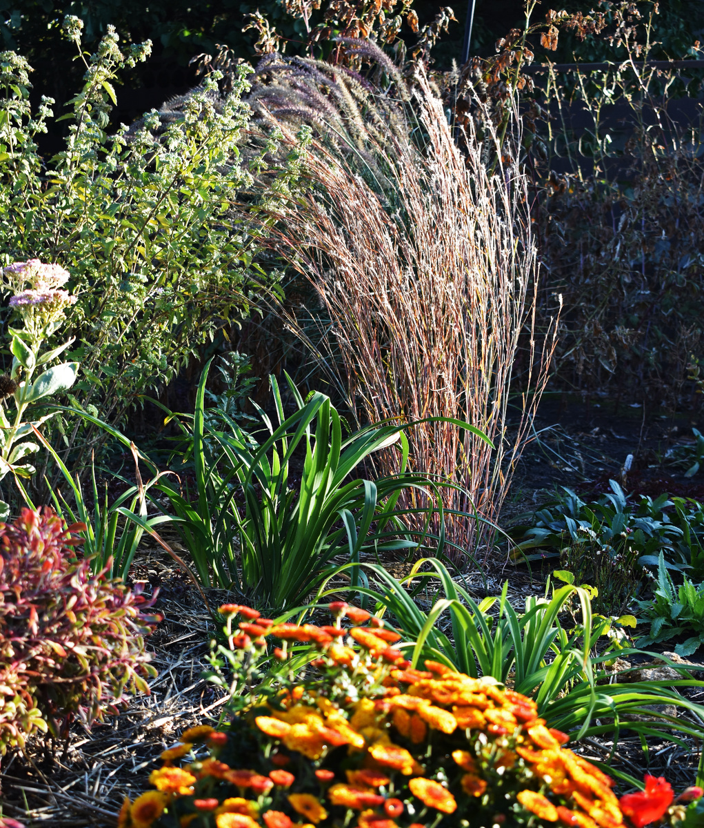 Цвет схизахириума в конце октября. Солнце красиво играет в его листве.