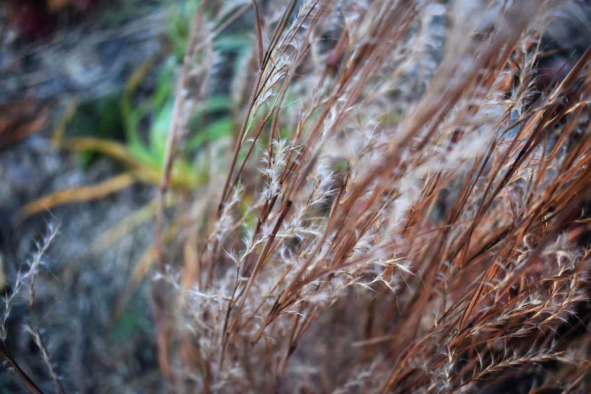 Пушистые кисти схизахириума