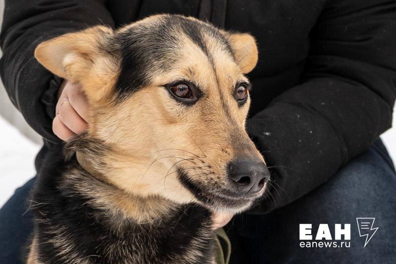    ЕАН / Екатеринбуржцы увековечили память о любимой дворняге