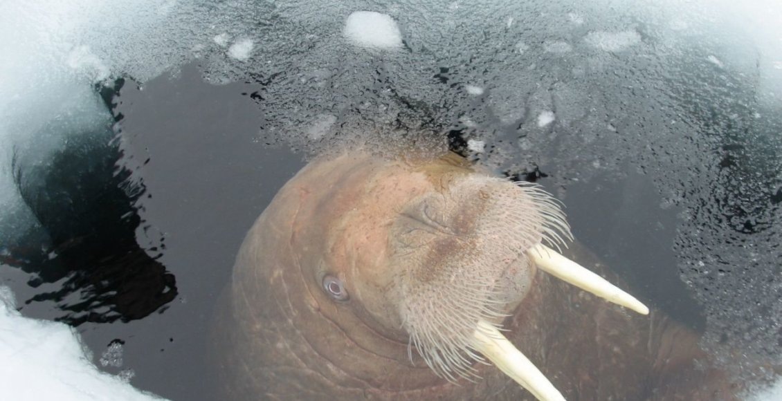    Фото: пресс-служба Правительства Камчатского края