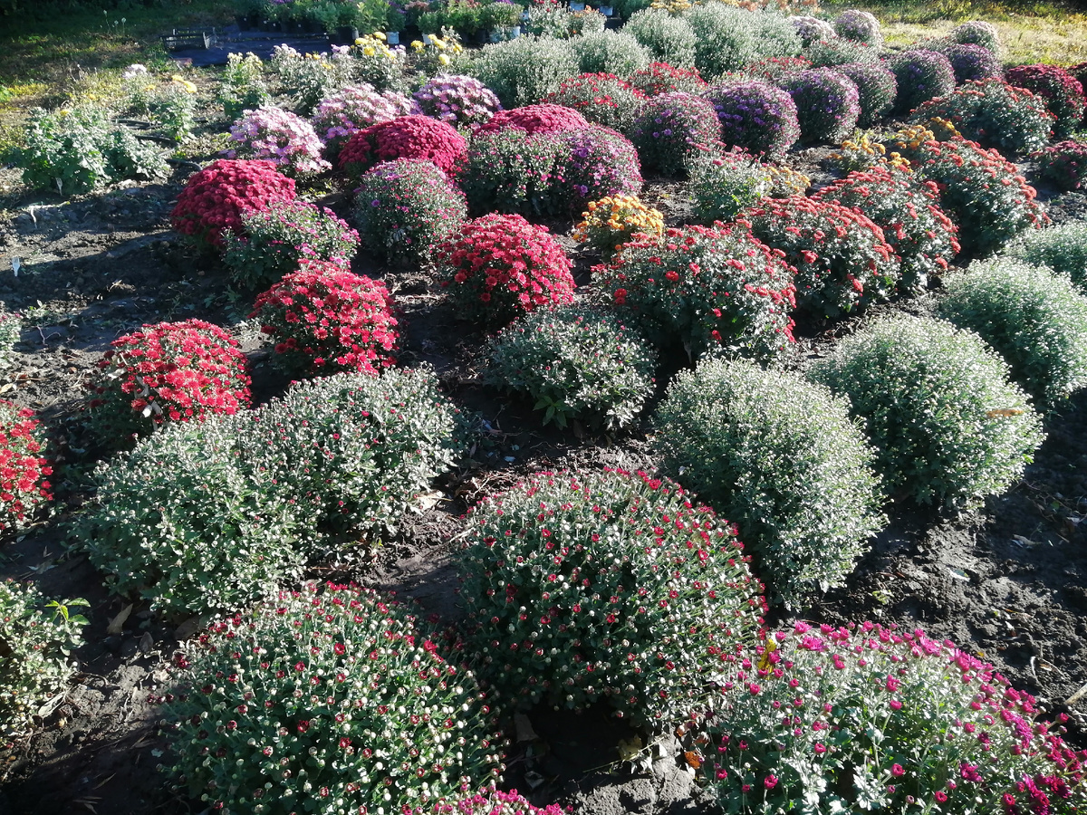 Начало цветения. Сентябрь 23г