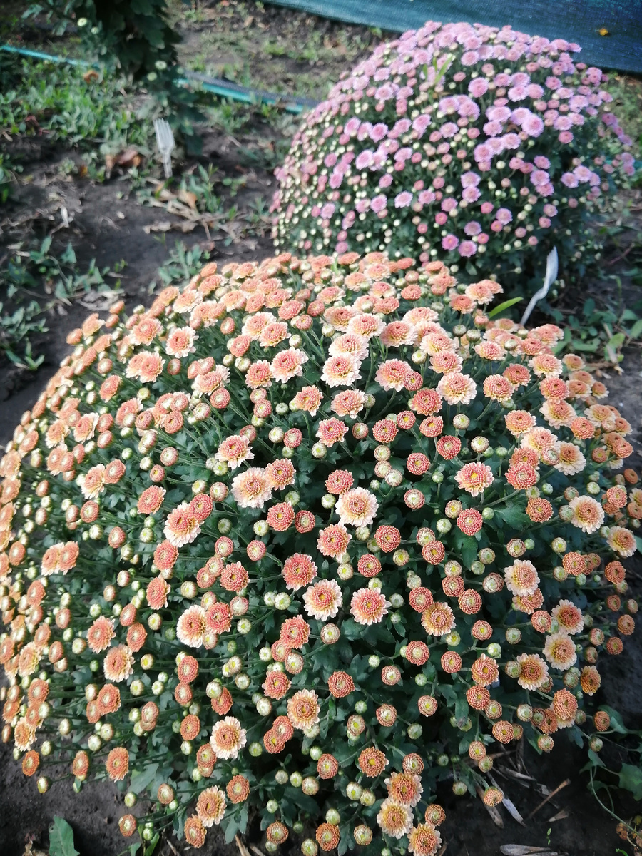 Две пуговки в моей коллекции 