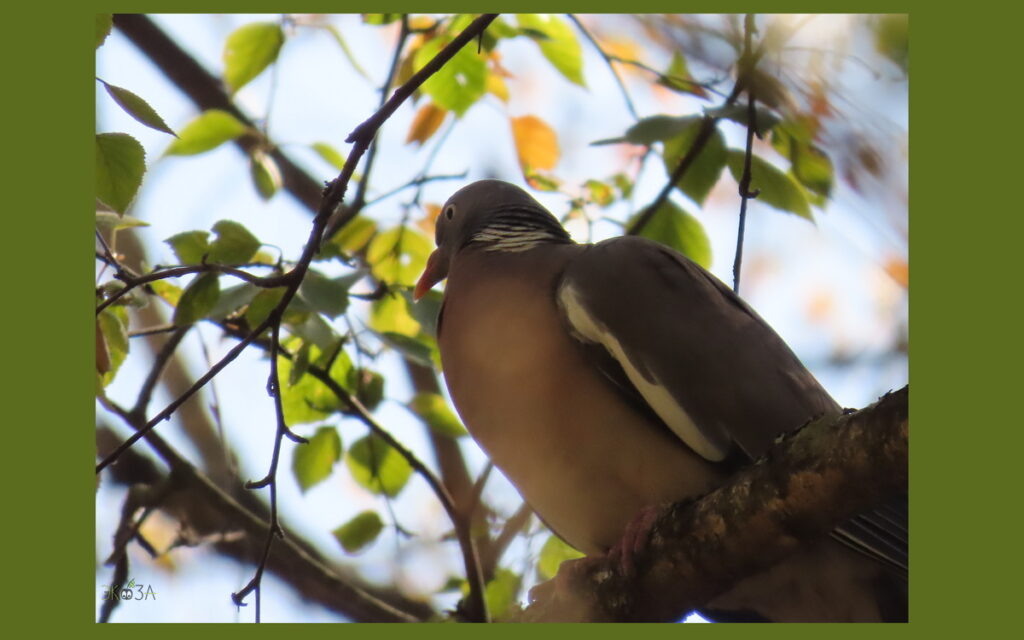    Вяхирь, август 2024. Анна Власова