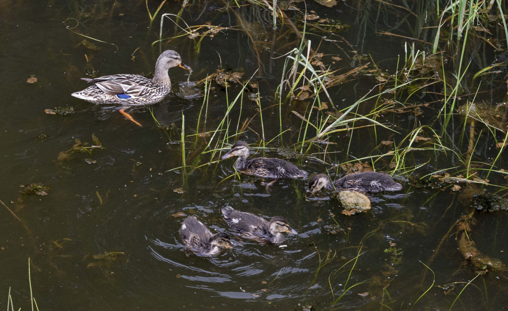    Сквер у детсада «Лесная сказка» в Сургуте можно благоустроить в рамках проекта ФКГС