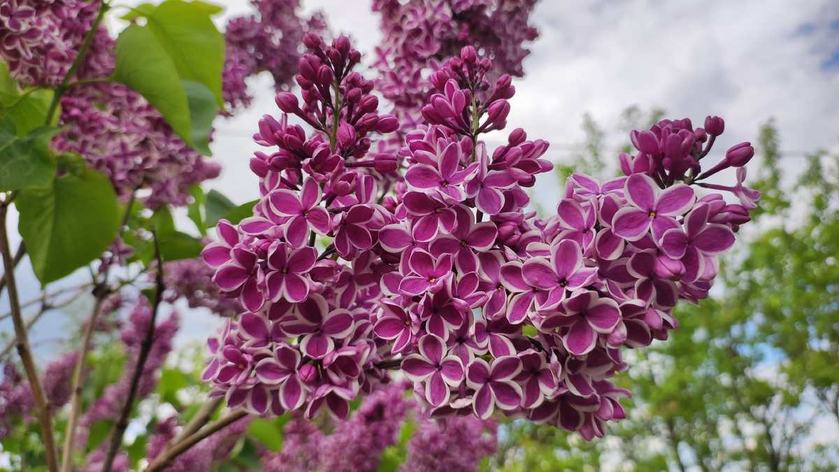 Сирень Sensation