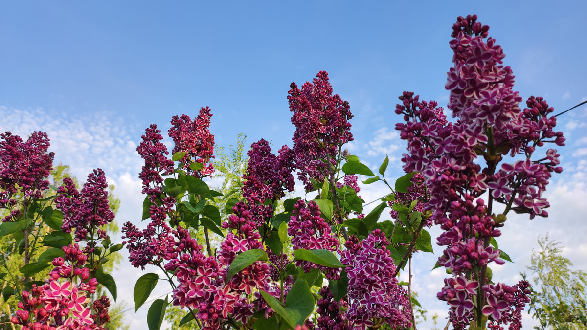 Сирень Сенсация в нашем саду