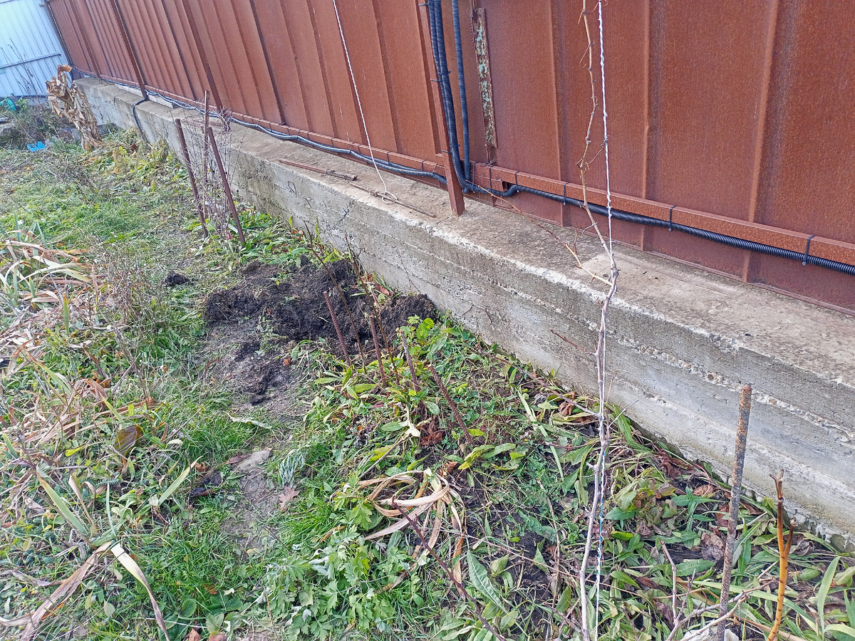 Вон там земля черная, это я уже виноград выкопала