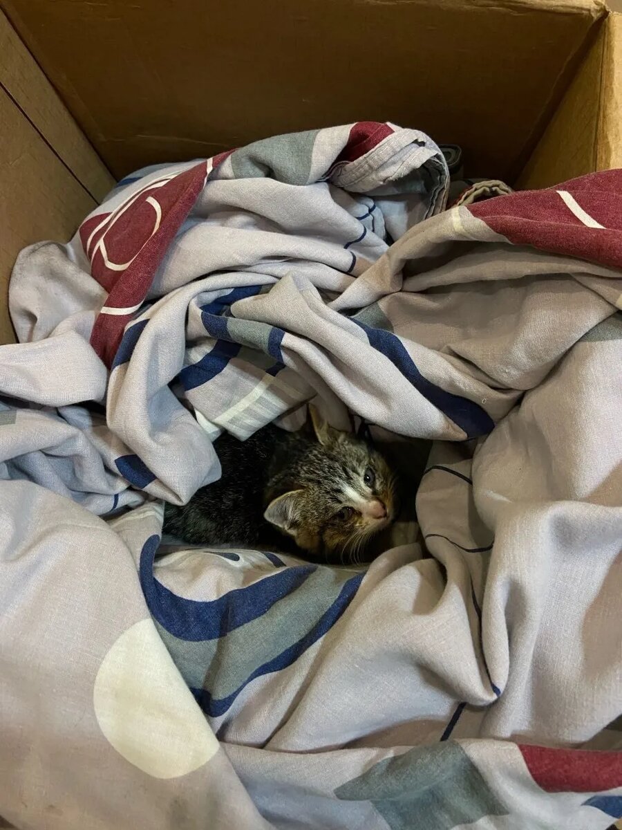 Только спасли.