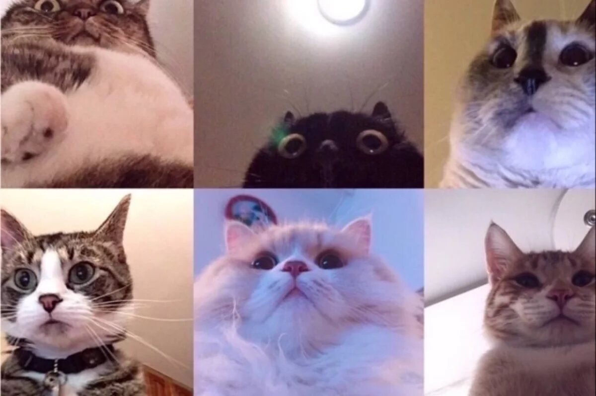    Минэк РФ в Telegram провел «совещание котов», попросив бусты у подписчиков