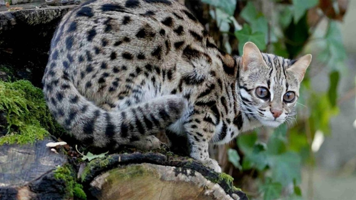 Бенгальская серая кошка