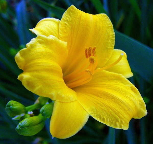 сорт "Стелла Де Ойро"