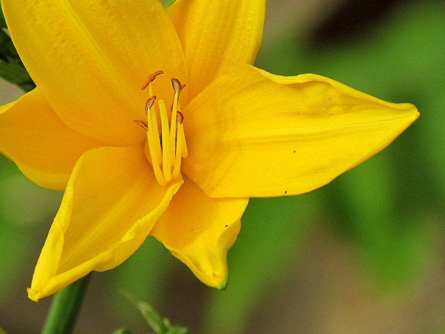 Красоднев малый – Hemerocallis minor