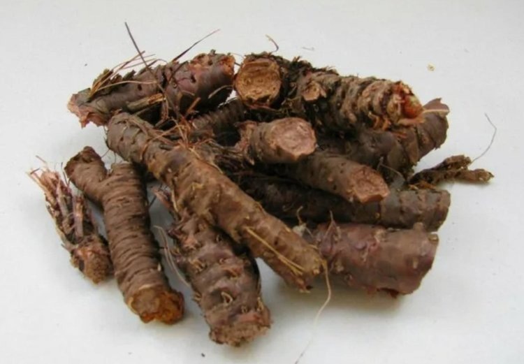    Крупная партия золотого корня поступила из Киргизии в Россию